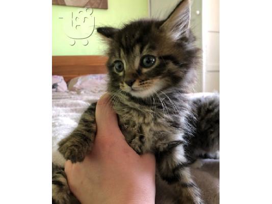 Norwegian Forest X Ragdoll Kittens